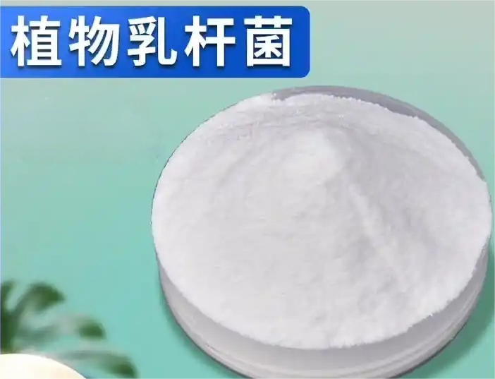 植物乳桿菌 L-137